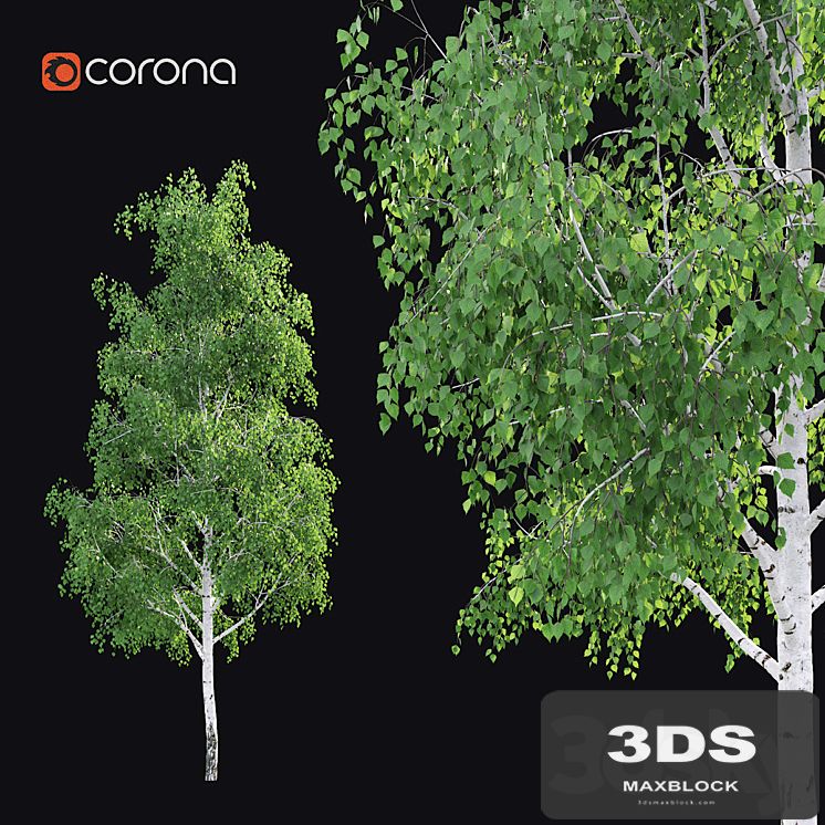 Birch