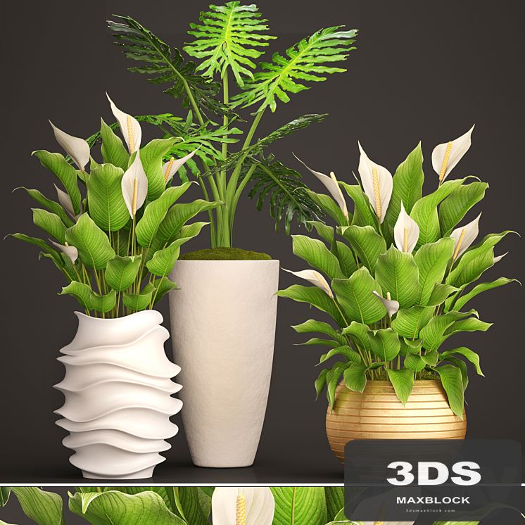 A collection of plants in pots. 51. Spathiphyllum, Spathiphyllum, white flowers, office plants, pot, flowerpot, decorative, interior, cache-pot, philodendron, golden, luxury