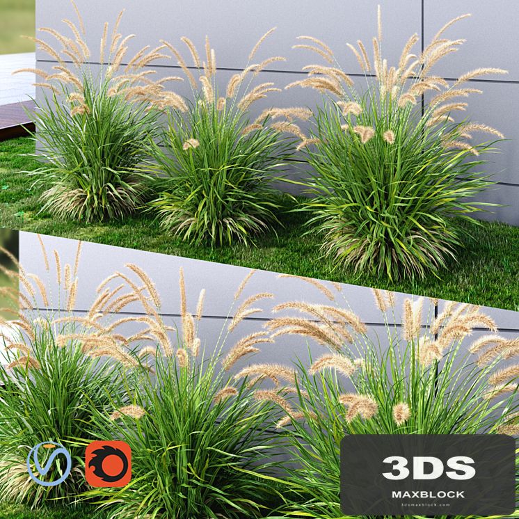 Ornamental grass Fountaingrass green