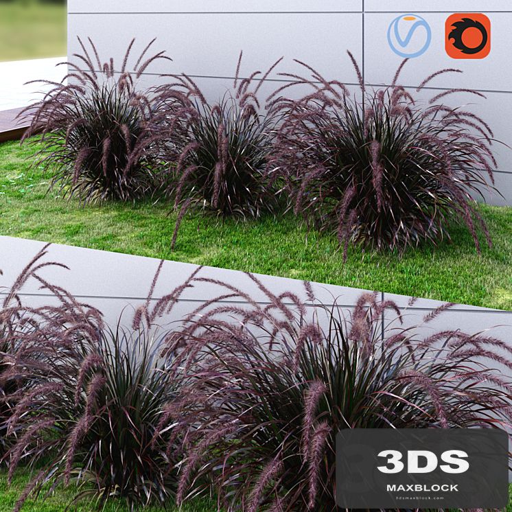 Ornamental grass Fountaingrass purple dark