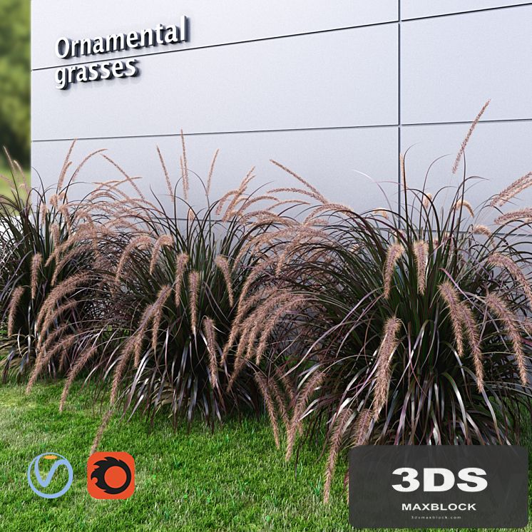 Ornamental grass Fountaingrass purple large