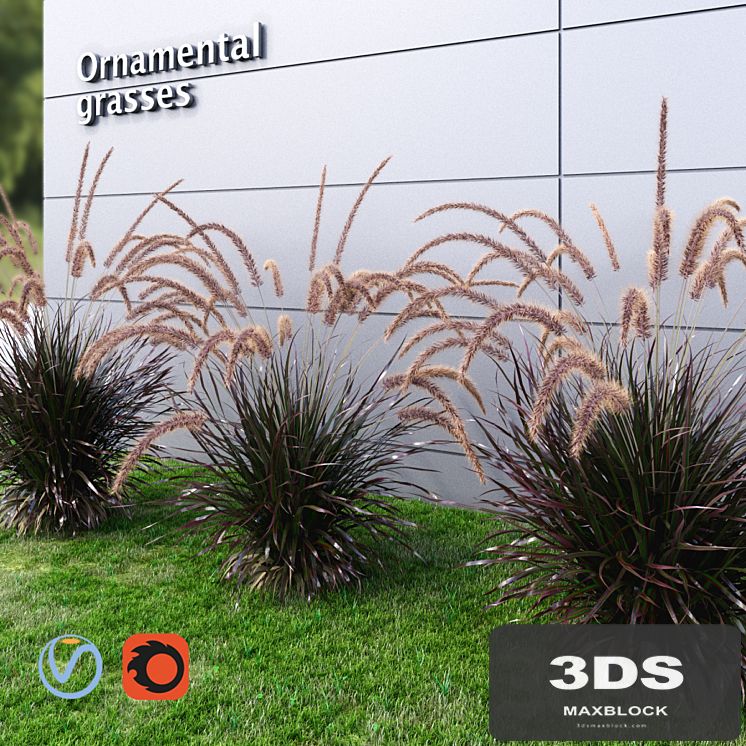 Ornamental grass Fountaingrass purple medium