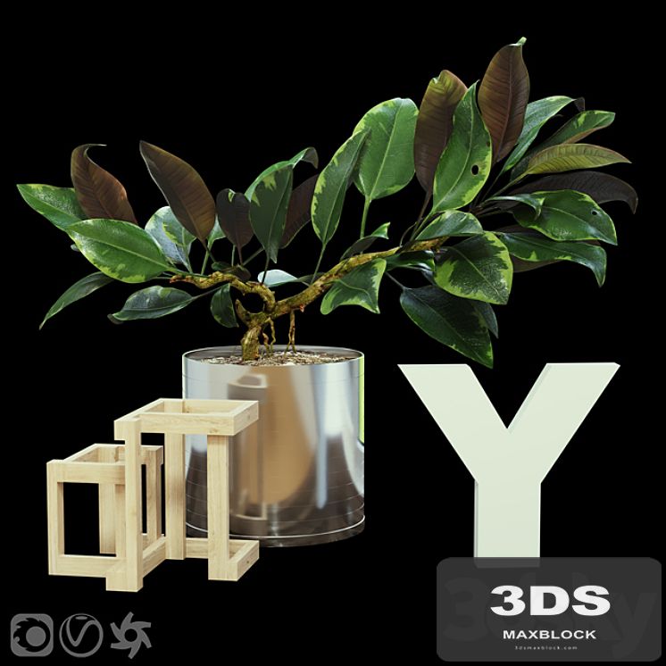 Ficus