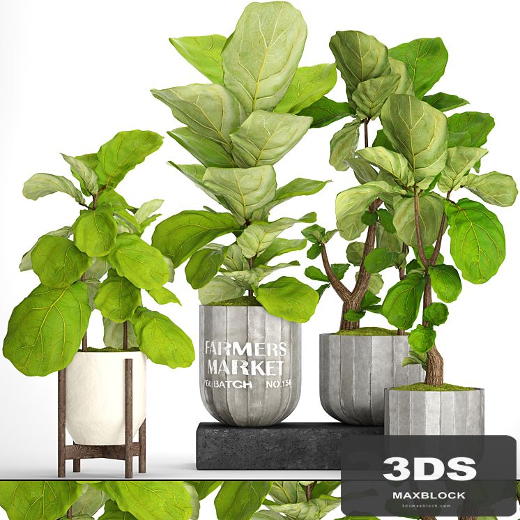 A collection of plants in pots. 53. decorative tree, bush, ficus lyrata, indoor, interior, concrete, outdoor, bush