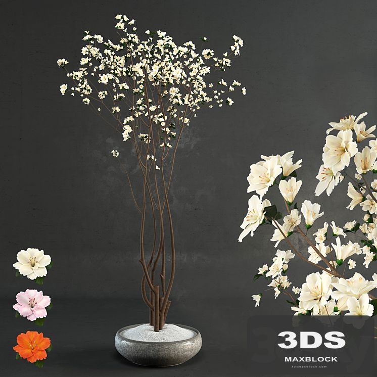 Decorative wood