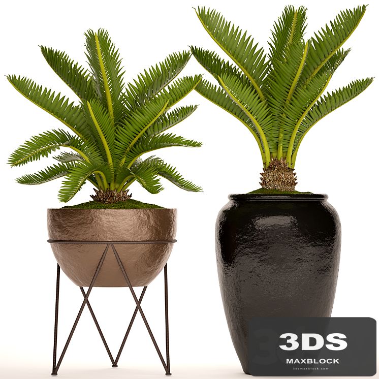 A collection of plants in pots. 54 Cycas, cycad, pot, flowerpot, bush, outdoor, decorative
