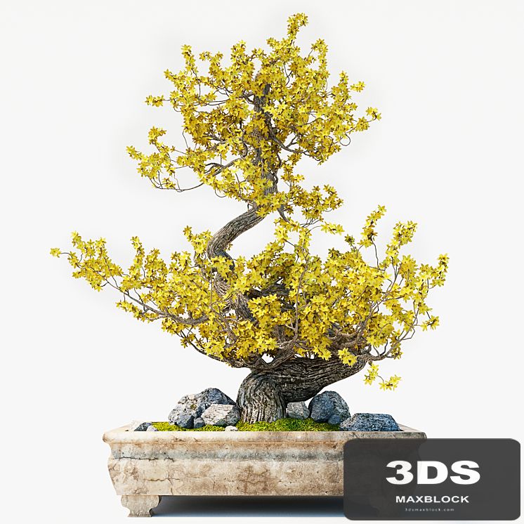 Bonsai
