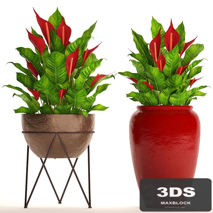 A collection of plants in pots. 55. RED, Spathiphyllum, Spathiphyllum, red, decorative, flower, pot, flowerpot, bush, office plants