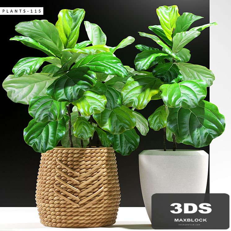 PLANTS 115