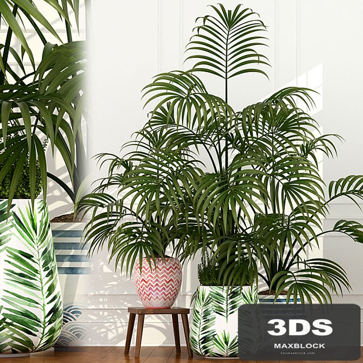 Plants collection 51