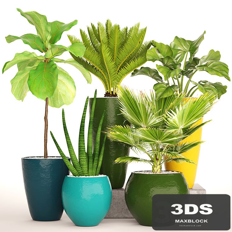 A collection of plants in pots. Cycas, Ficus lyrata, bush, fan palm, alocasia, pot, flowerpot, flower, Sansevieria