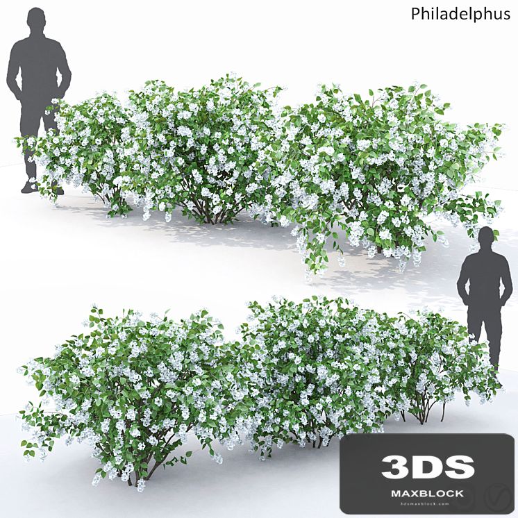 Philadelphus (shrub)