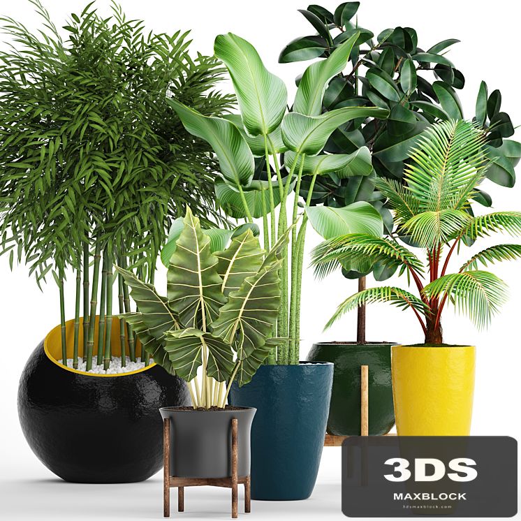 A collection of plants in pots. 63. Ficus, alocasia, tree, coconut tree, bamboo, bushes, round flowerpot, colorful pots