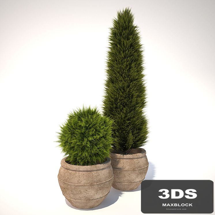 plant in a pot
