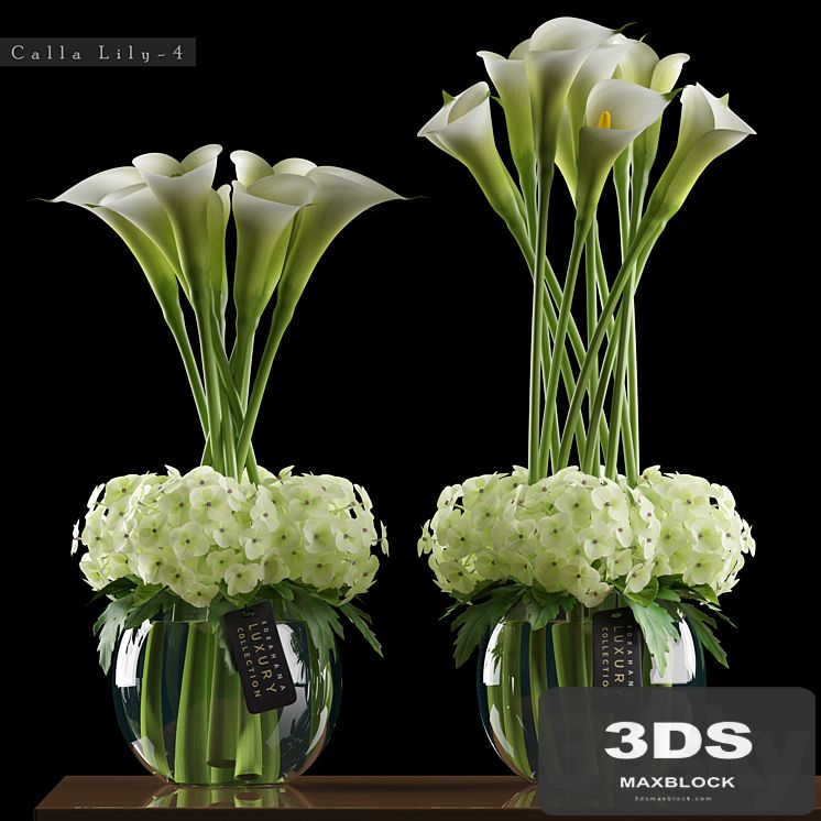 CALLA LILY