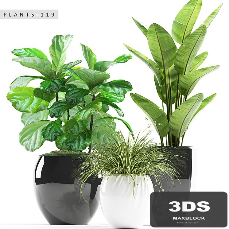 PLANTS 119