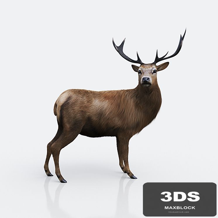 Forest deer