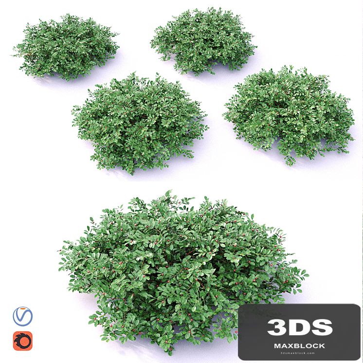 Cotoneaster