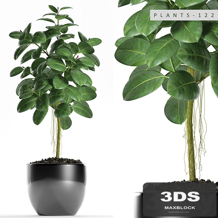 PLANTS 122