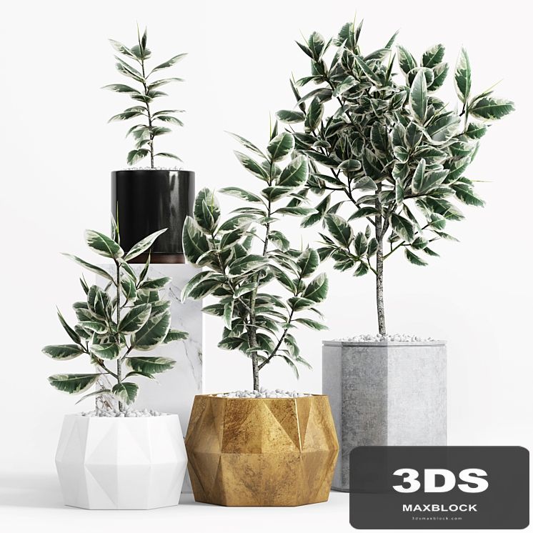 Plants and Planters _8 (Ficus Elastica Variegata)
