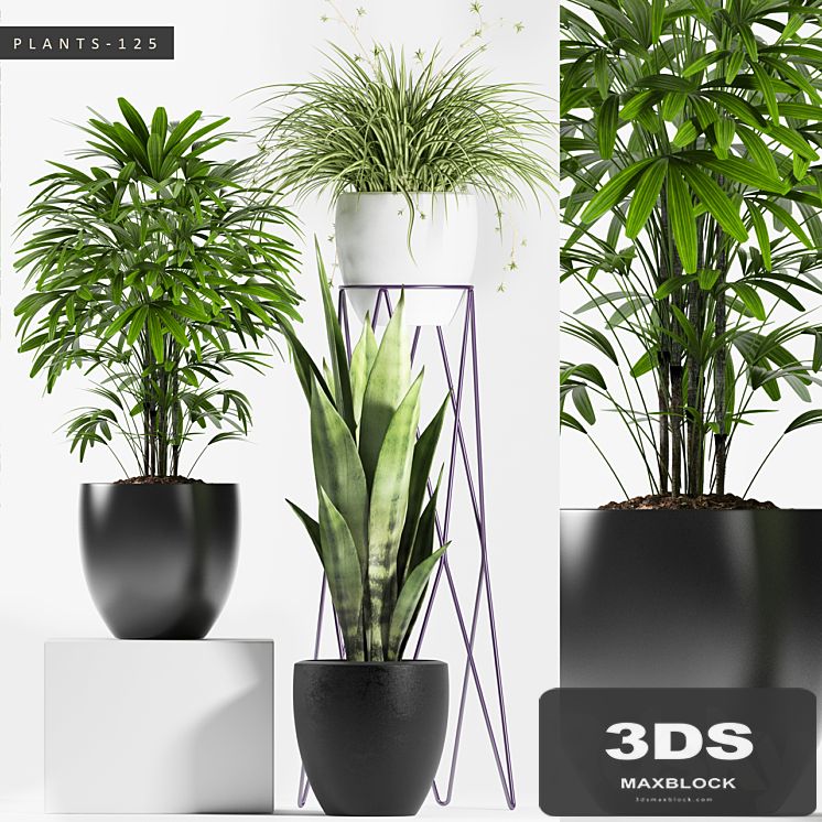 PLANTS 125
