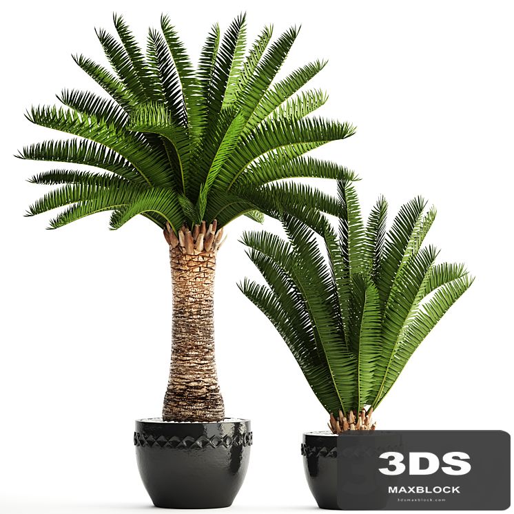 Collection of plants 69. Phoenix canariensis, Canarian date, Date palm, outdoor pot, flowerpot, date