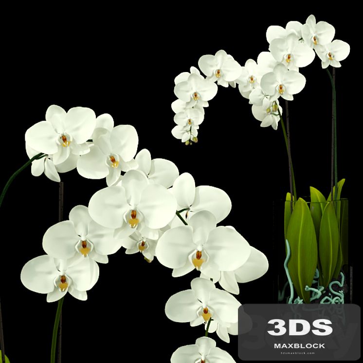 Orchid