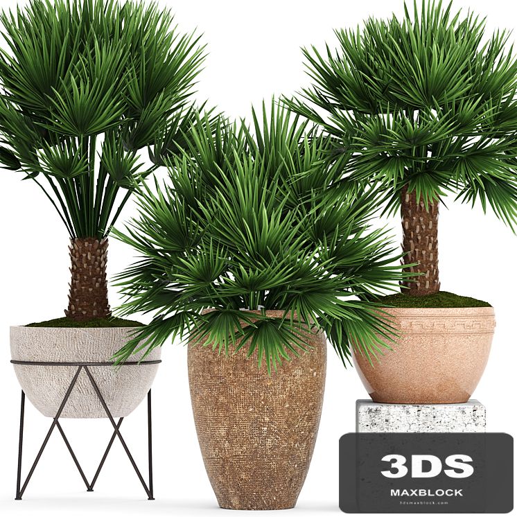 Collection of plants 70. Chamaerops, Hamerops, palm tree, outdoor pot, flowerpot, concrete, clinker, clay, decorative, bush
