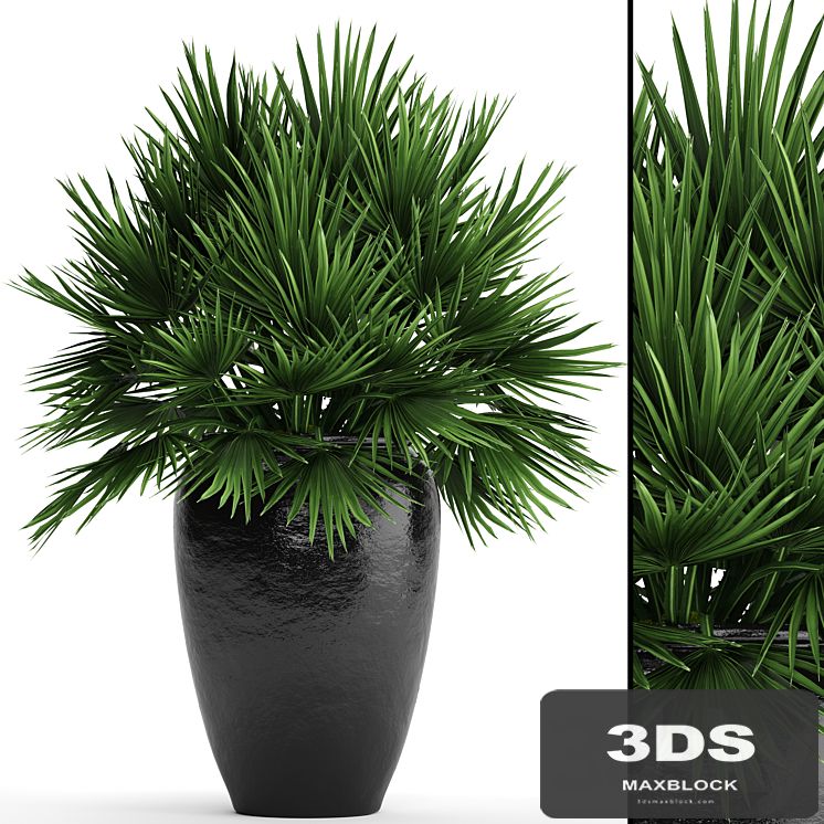 Chamaerops palm, Chamaerops, palm tree, bush, pot, flowerpot, outdoor, decorative, interior