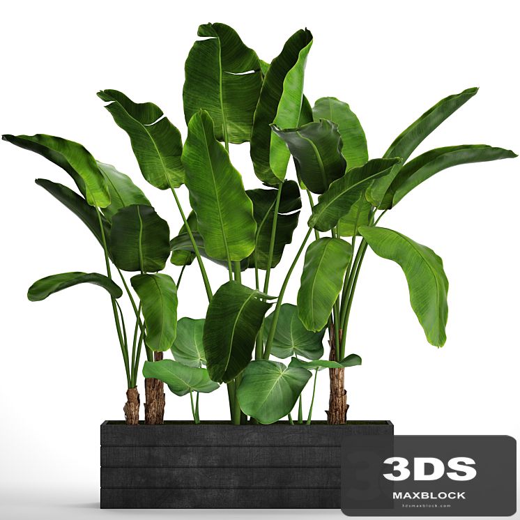 Collection of plants 73. Tropical plants, Strelitzia, banana, bushes, thickets, pot, outdoor, flowerpot, palm tree