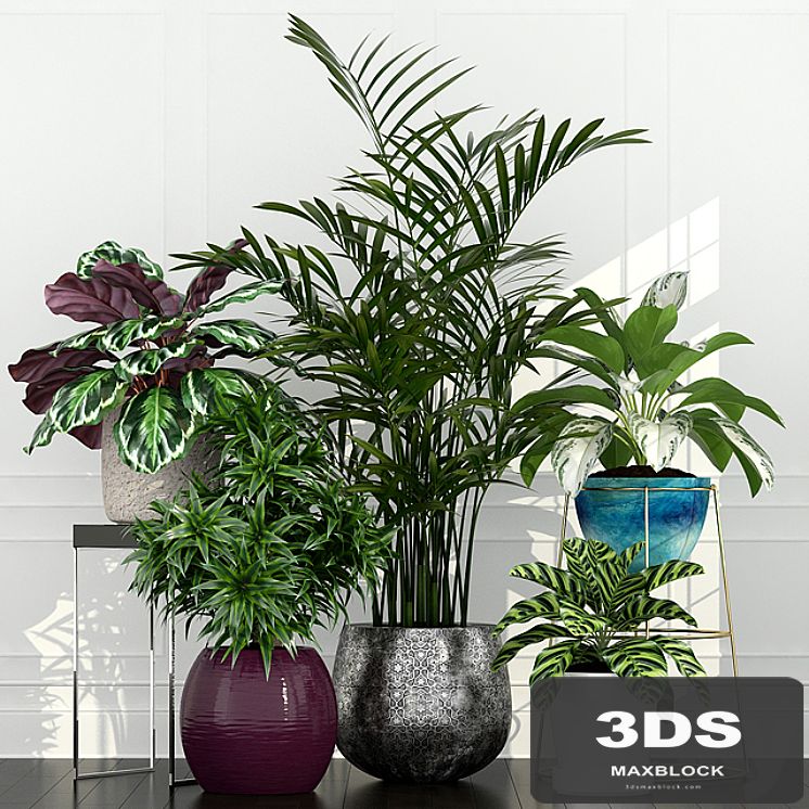 Plants collection 54