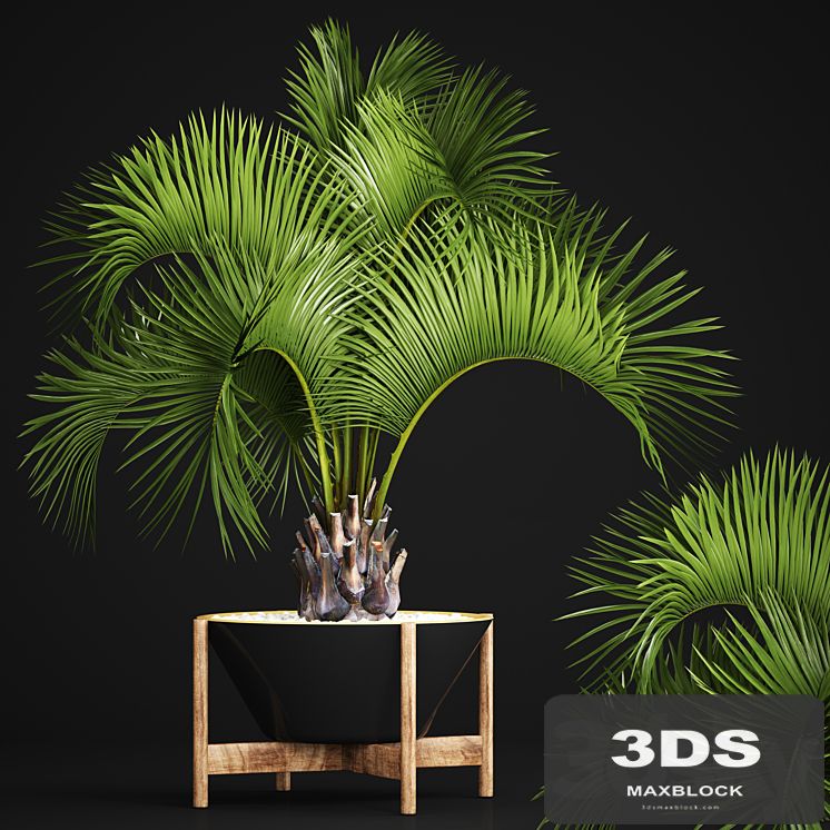 Butia capitata palm, Decorative palm tree in a black flowerpot, office plants, interior, loft, flower, butia