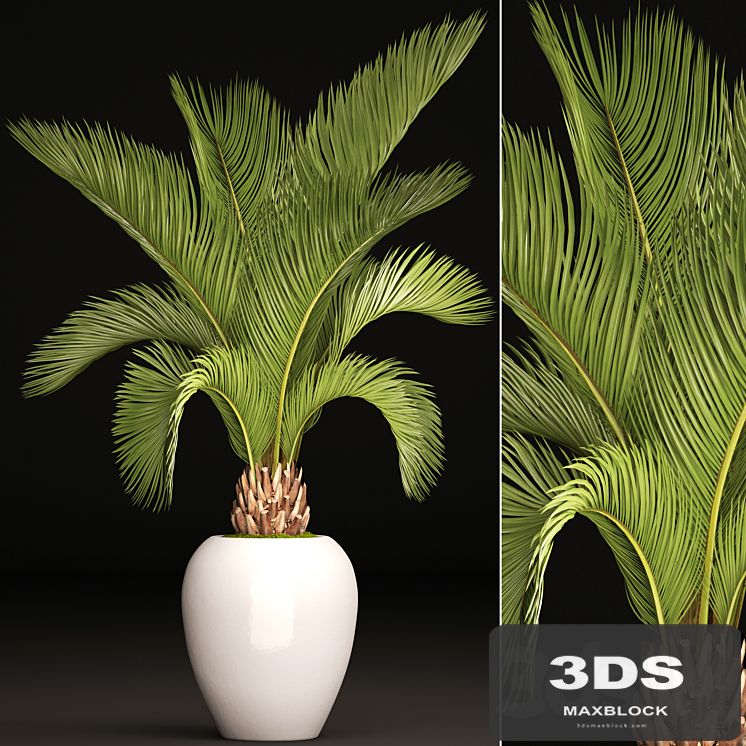 Palm tree in a white pot, decorative, office, interior, date, cicada, flowerpot