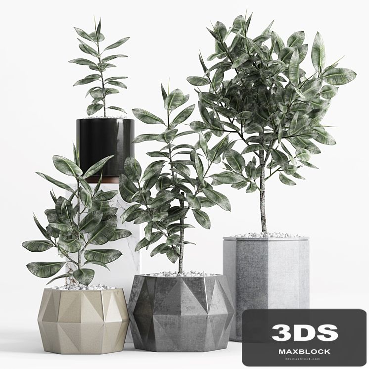 Plants and Planters _9 (Ficus Elastica)