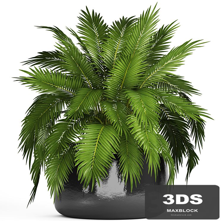 Chamaedorea cataractarum, Hamedorea, bush, palm tree, outdoor pot, flowerpot, leaves, cycas