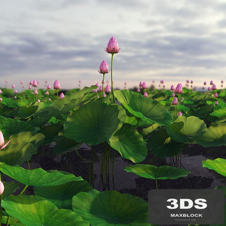 lotus plant