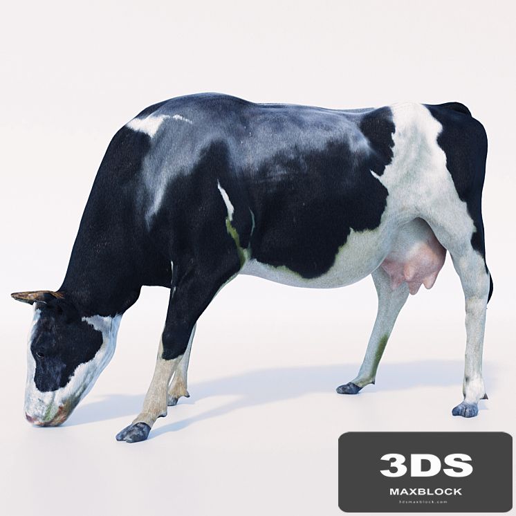 Cow