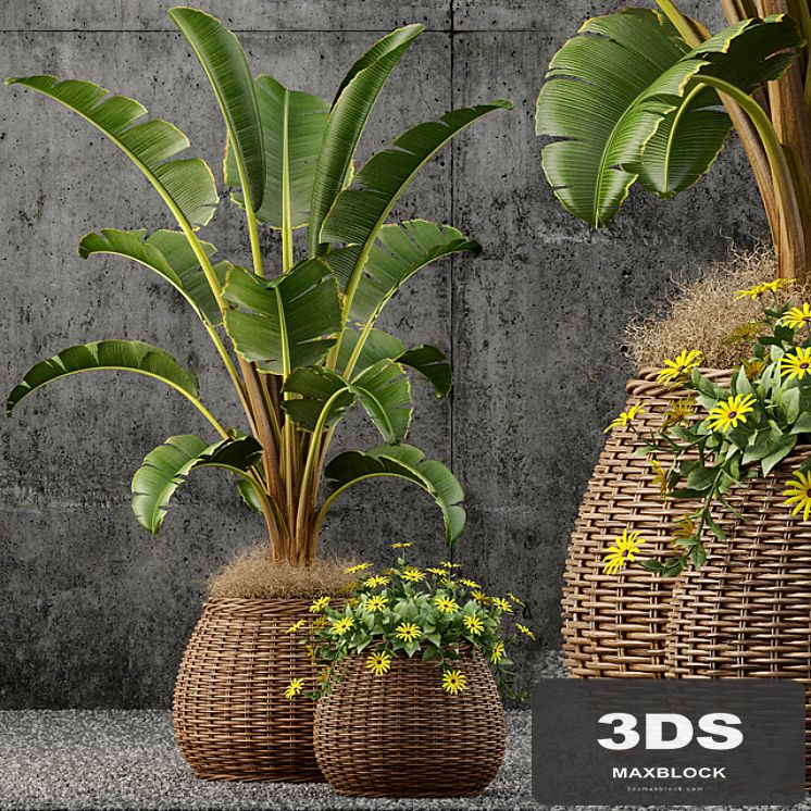 Plants collection 55