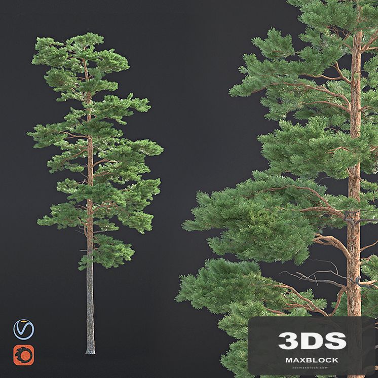 Pine
