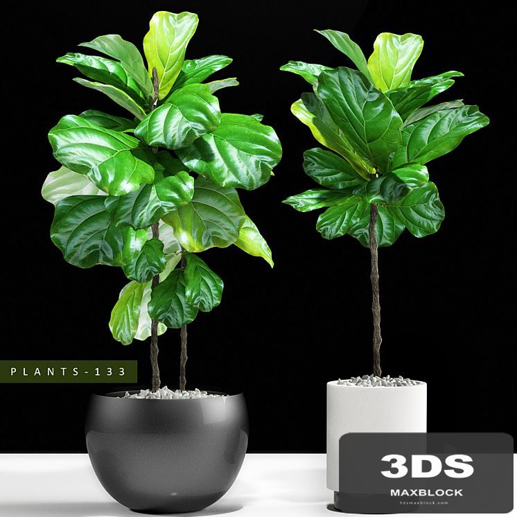 PLANTS 133