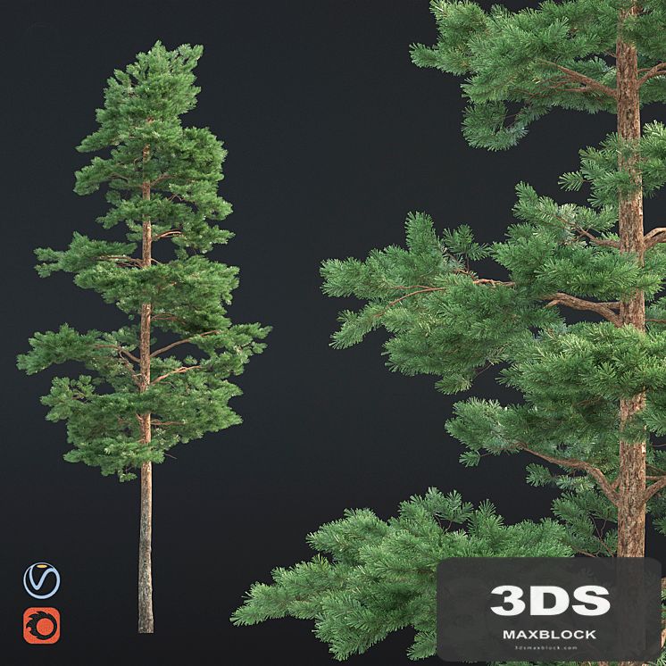 Pine