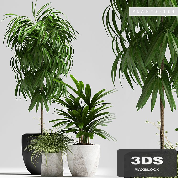 PLANTS 134