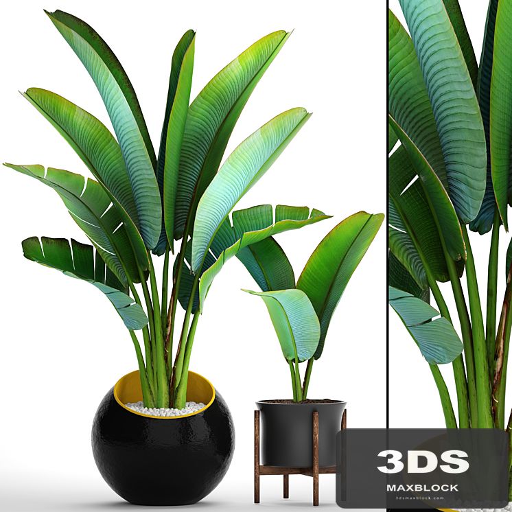 Collection of plants 79. Ravenala. Strelitzia, Ravenala, thickets, bushes, tropical, exotic, outdoor, flowerpot, banana palm
