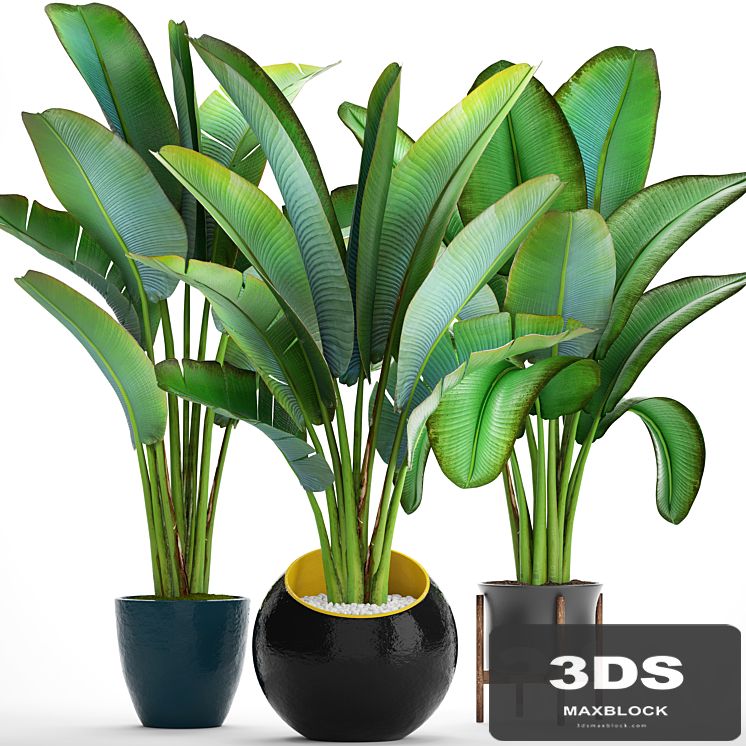 Collection of plants 82. Ravenala, Strelitzia, Ravenala, thickets, bushes, tropical, exotic, outdoor, flowerpot, banana palm