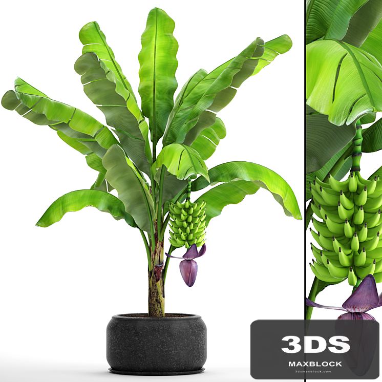 Japanese banana 2. Banana palm tree with fruits, pot, flowerpot, bush, outdoor, decorative, exotic, fruit, flower