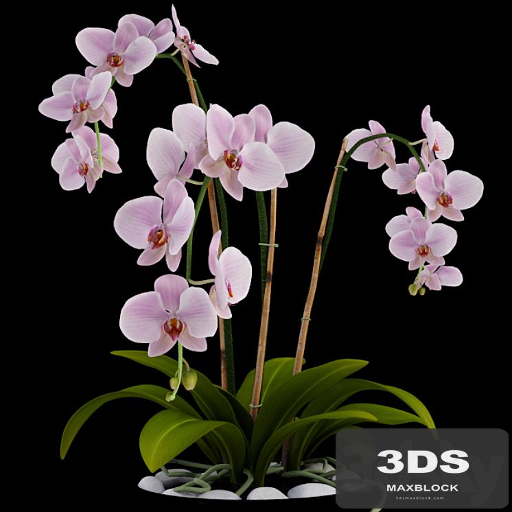 Orchid