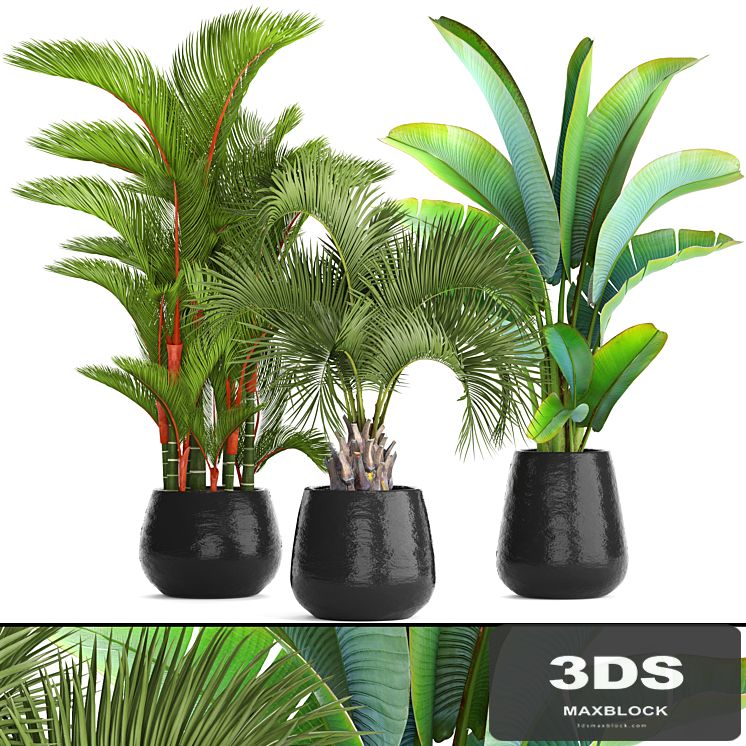 Collection of plants 84. Cyrtostakhis, dipsis, palm tree, pot, flowerpot, interior, exotic, outdoor, Ravenala, banana, butia, strelitzia