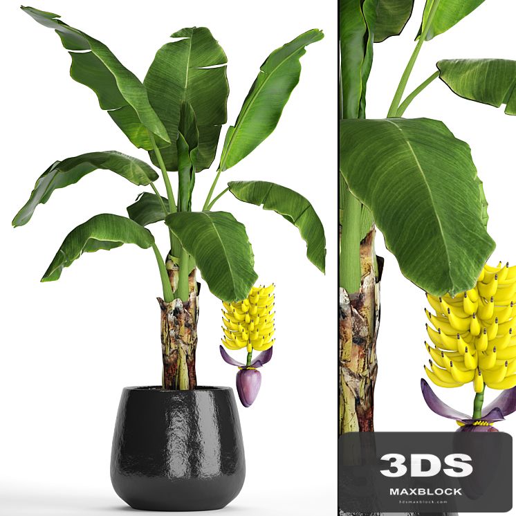 A banana palm with fruits. Banana, bush, palm tree, fruit, flower, decorative, indoor, exotic