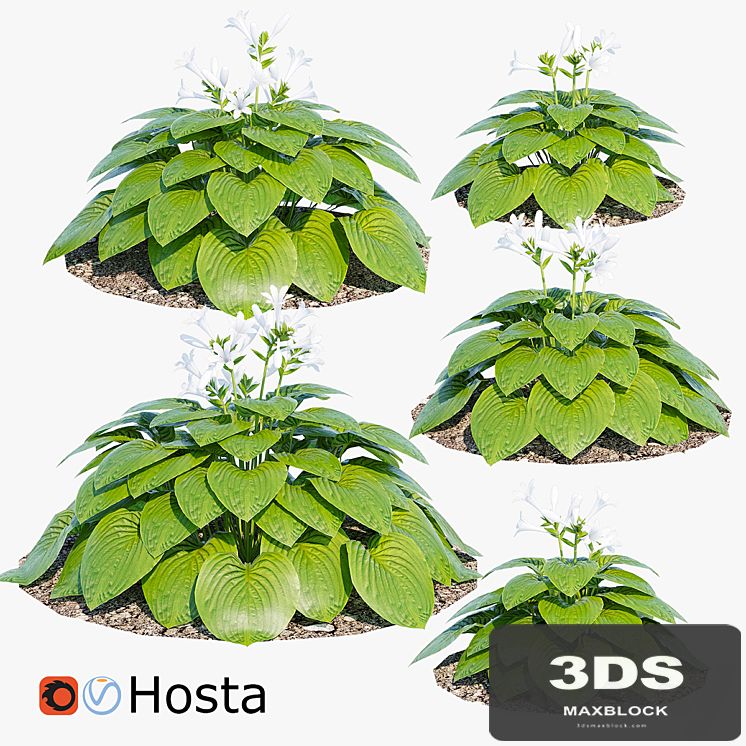 Hosta two