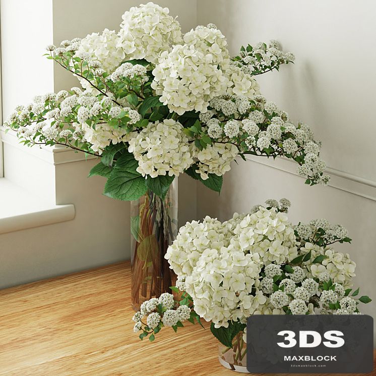 Hydrangea 2